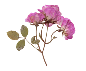 Pressed and Dried Pink Rose Branch. Flowers elements for Scrapbooking, Collage, craft, wedding, and nature designs. Romantic vintage floral collection