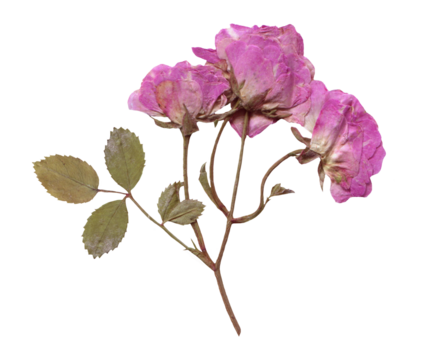 Pressed and Dried Pink Rose Branch. Flowers elements for Scrapbooking, Collage, craft, wedding, and nature designs. Romantic vintage floral collection