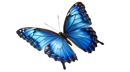 Fototapeta premium Elegant Blue Butterfly Flying Isolated on White Background
