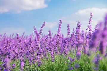 Beautiful lavender field blossoming under a bright blue sky with fluffy white clouds
