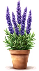Naklejka premium Potted lavender plant with vibrant purple flowers and green leaves