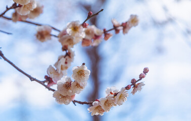 本庄運動公園　梅の花5ー57