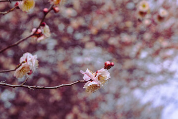 本庄運動公園　梅の花5ー32