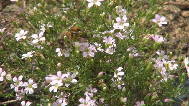 Bee Pollinating a Field Flower, Macro, Bee Pollinating a Mountain Flower, Macro