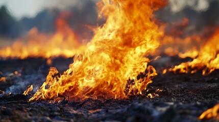 Close-up view of intense orange and yellow flames consuming dry ground, creating a dramatic scene of wildfire or controlled burn. : Generative AI
