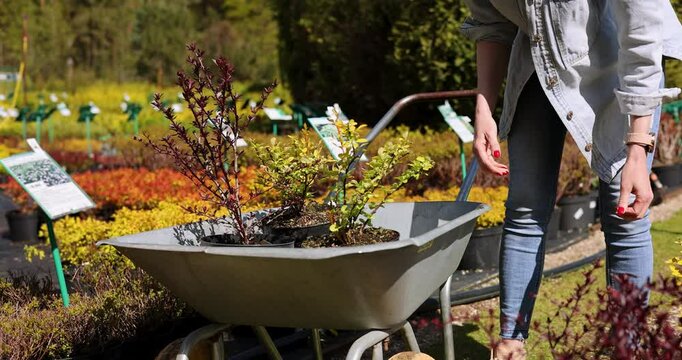 woman choosing and putting potted barberry shrubs in wheelbarrow at outdoor plant nursery store. buying decorative plants at garden center