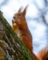 red squirrel in the forest