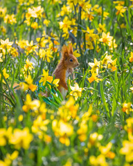 squirrel in the park © Yanislau