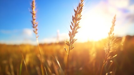 Fototapeta premium Golden hour sunlight illuminates tall grass blades in a field, creating a warm and serene landscape scene at sunset. : Generative AI