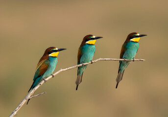 Three European Bee Eaters Perched on a Branch Wildlife Birdwatching Nature Ornithology Colorful Birds