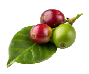 Fresh coffee cherries on green leaves ready for harvest