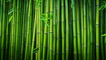Fototapeta premium lush green bamboo background