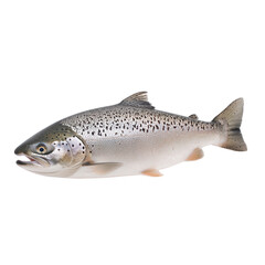 Fresh trout fish isolated on a white background, showcasing its sleek body and distinctive spots, perfect for culinary presentations or educational purposes.