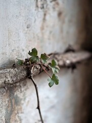 A delicate ivy vine with vibrant green leaves clings to weathered, gray wood, showcasing resilience and the beauty of nature's tenacity against a blurred, aged wall background. : Generative AI