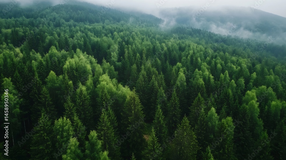 Poster aerial view of a lush, green coniferous forest on a misty mountainside, showcasing dense tree cover 