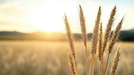 Golden wheat stalks gently sway in warm sunlight, creating serene atmosphere