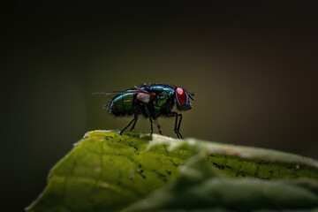 Colorful fly on a green leaf
