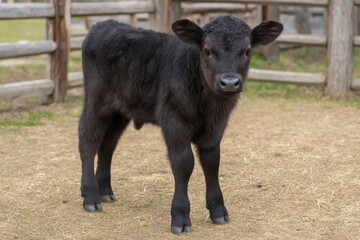 Fototapeta premium Black Calf Standing in Enclosure