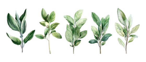 Pack of Elegant Watercolor Greenery Five Botanical Branches for Design set against transparent background