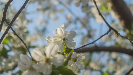White blossom on a tree branch against a blue sky