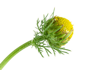Chamomile stem with closed flower head isolated on transparent background