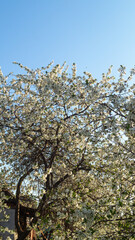 Tree with white blossom on blue sky background, view from below