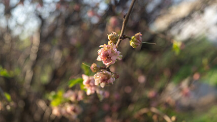 Small pink flower in evening sunlight on a branch