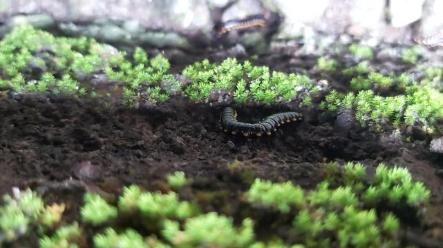 In Indonesia, this insect is called 'Ulat Gagak', but in English it called Long-Flange Millipede, which has a black and yellow pattern.