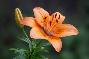 Fototapeta premium Orange Lily Flower and Bud