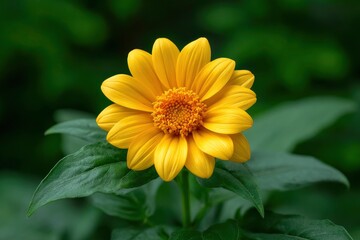 Fototapeta premium Yellow Flower with Green Leaves
