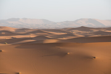 Dune landscape in the desert in the early morning