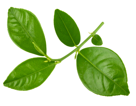 Lemon verbena sprig close up isolated on white background with clipping path