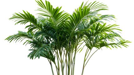 Kentia Palm Tree Isolated on White Background for Tropical Vibes and Holiday Designs