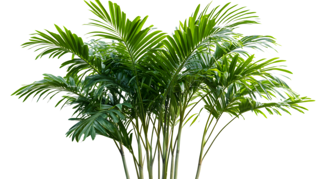 Kentia Palm Tree Isolated on White Background for Tropical Vibes and Holiday Designs