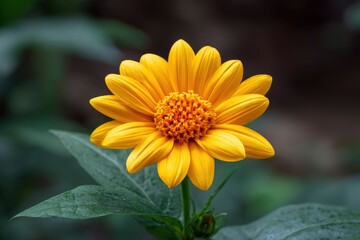 Yellow Flower Blossom