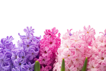 Purple and pink hyacinth flowers bloom with vibrant color perfect for spring themed creative design projects