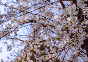 見福公園　ソメイヨシノ桜3ー46