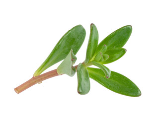 Fresh Sedum Branch Showing Green Leaves on Transparent Background