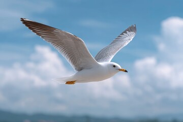 Fototapeta premium Seagull in Flight with Wings Spread Against Sky
