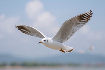 Fototapeta premium Seagull Flying Over Water