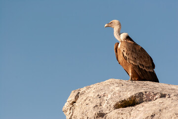 Majestic griffon vulture perched on a rock, overlooking the spectacular landscape of the Verdon Gorge, France.