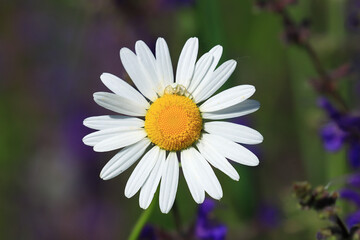 Small spider on oxeye daisy flower, Leucanthemum vulgare