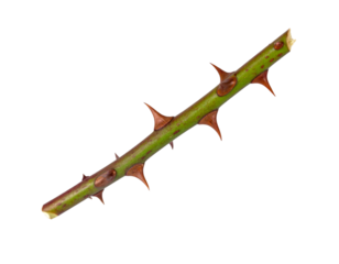 Wild rose stem with thorns showing on a transparent background