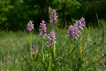 Rare Orchis militaris flower in the grass. Known as Military Orchid. Wild purple flowers in the meadow.
