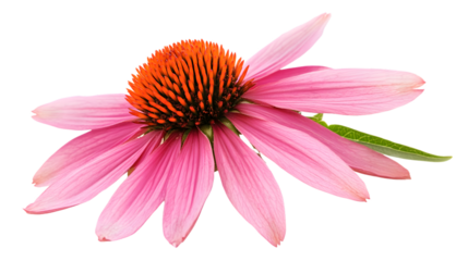 Vibrant Echinacea Flower Close-up - Botanical Beauty in Full Bloom