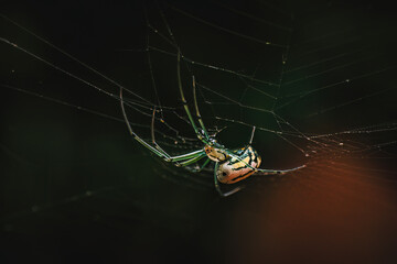 Spider hanging from spider web