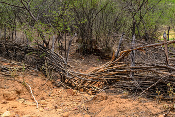 Fototapeta premium Collapsed Traditional Woven Wooden Fence in the Caatinga Landscape of Catingueira, Paraiba, Brazil.