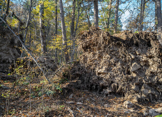 Broken tree and branches after a storm wind in the autumn forest.