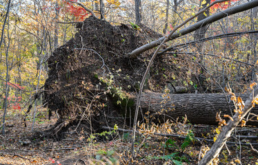 Broken tree and branches after a storm wind in the autumn forest.