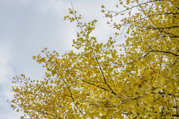 Crown of ginkgo biloba tree against the sky.